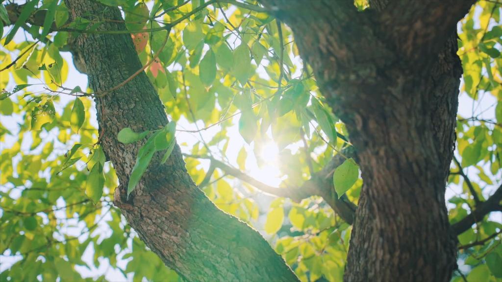 ��Ȧ-Ϊdu�����������